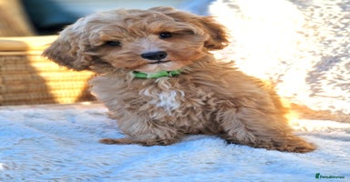 Cavapoochon dogs - Advert 14