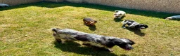 Cocker Spaniel dogs for sale: Cocker spaniel puppies in Llanelli - Advert 15