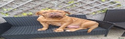 Dogue De Bordeaux dogs for sale: READY TO LEAVE! Stunning Dogue De Bordeaux Puppies - Advert 23