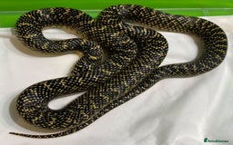 King Snake reptiles for sale: speckled kingsnake - Image 1