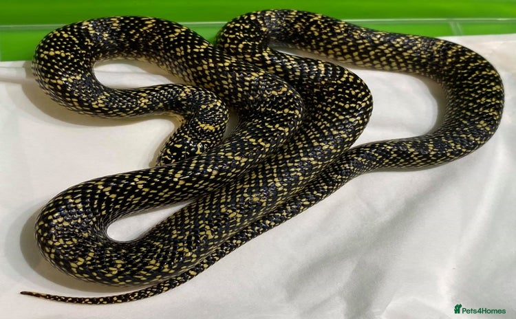 King Snake reptiles - Advert 1