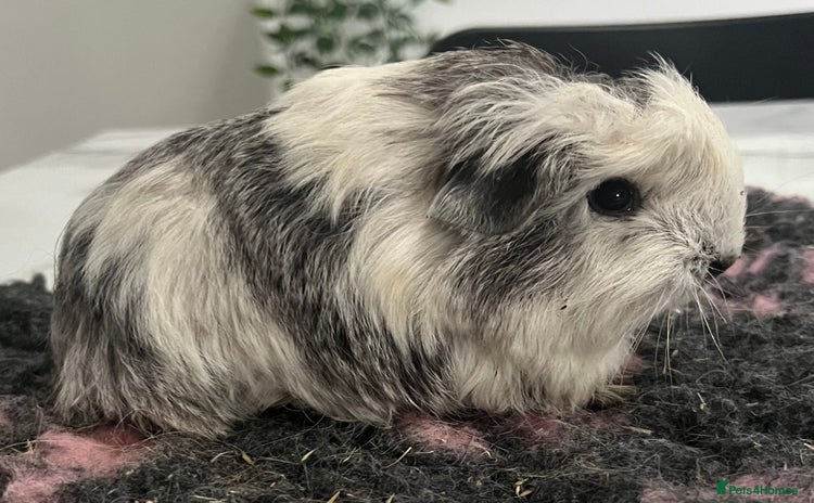 Guinea Pig rodents - Advert 1