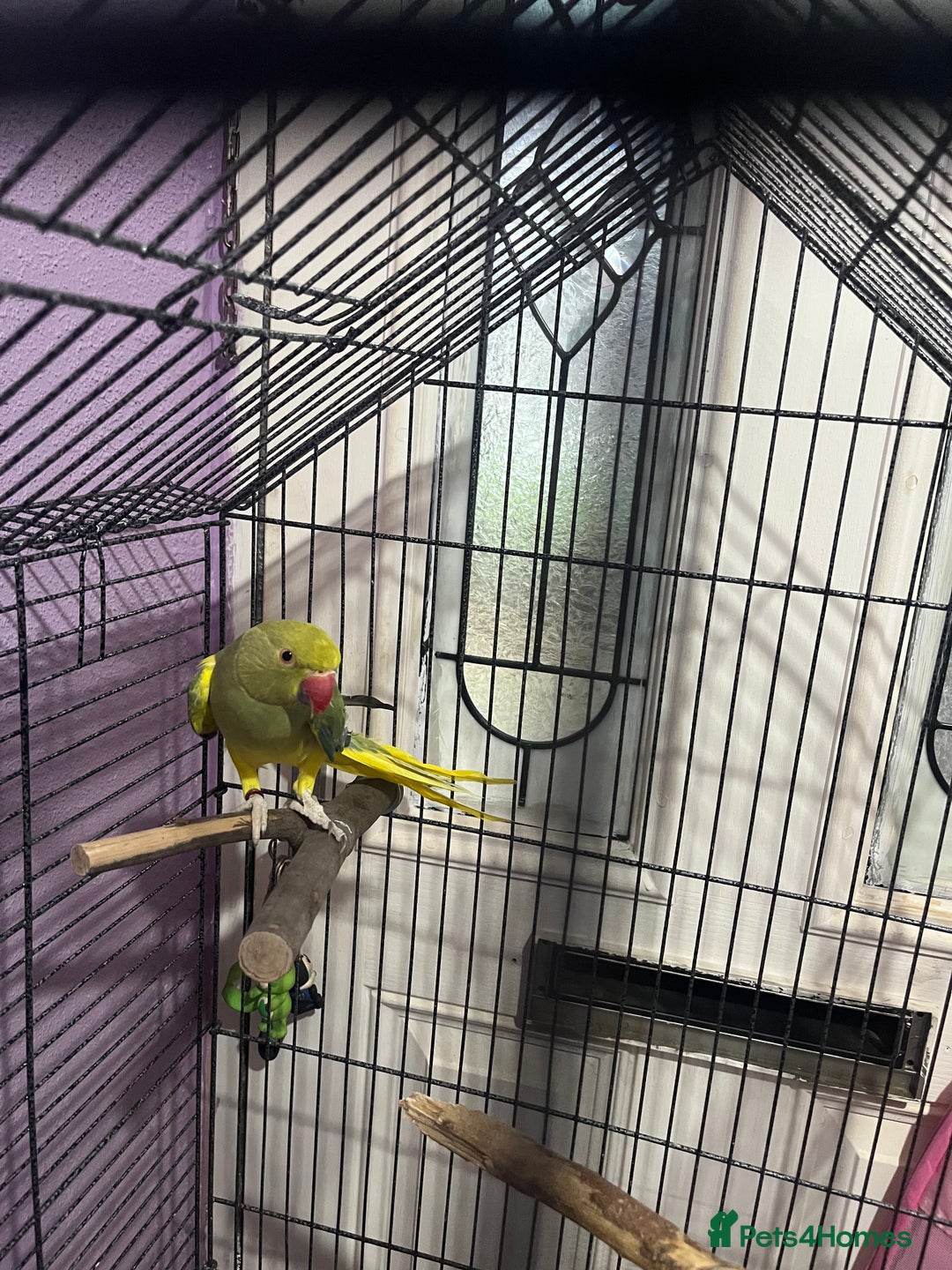 Ringnecks birds for sale: Green pied ringneck with cage - Image 2