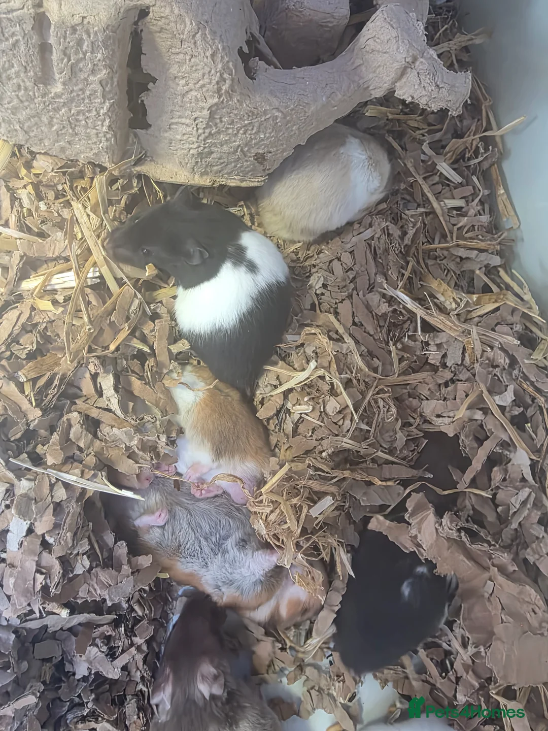 Hamster rodents for sale: Male Syrian hamsters well handled  - Advert 2