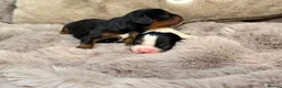 Cavalier King Charles Spaniel dogs for sale: Stunning KC Cavalier King Charles  - Advert 6