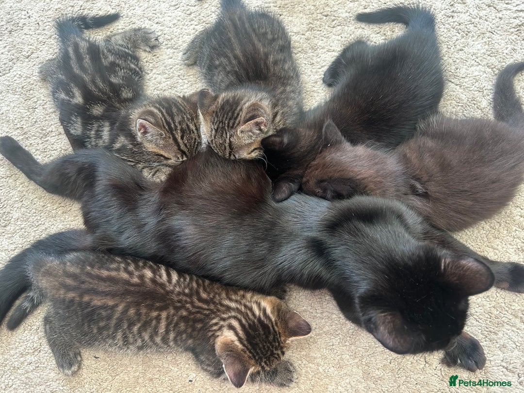 Mixed Breed cats for sale: 1 tabby kitten left! Ready now! - Image 6