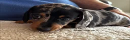 Miniature Dachshund dogs for sale: Gorgeous Litter of Miniature Dachshund Puppies - Advert 12