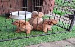 Cavapoo dogs for sale: Adorable F1 Cavapoo puppies  - Advert 14