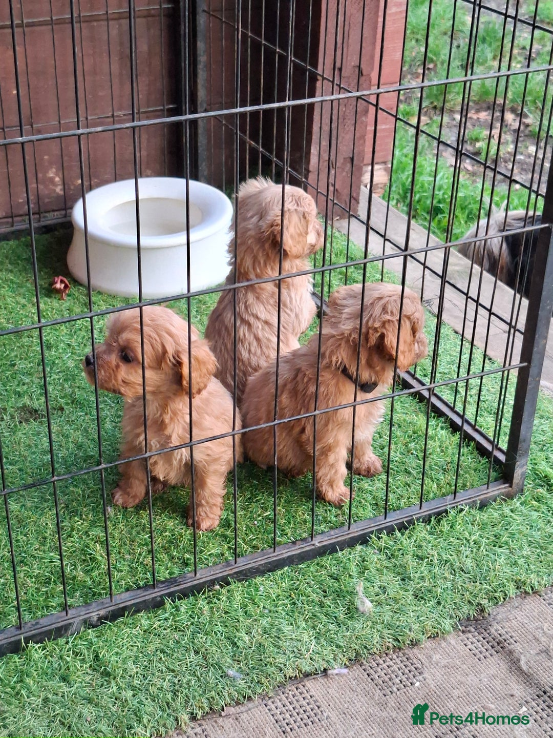 Cavapoo dogs for sale: Adorable F1 Cavapoo puppies  - Advert 14