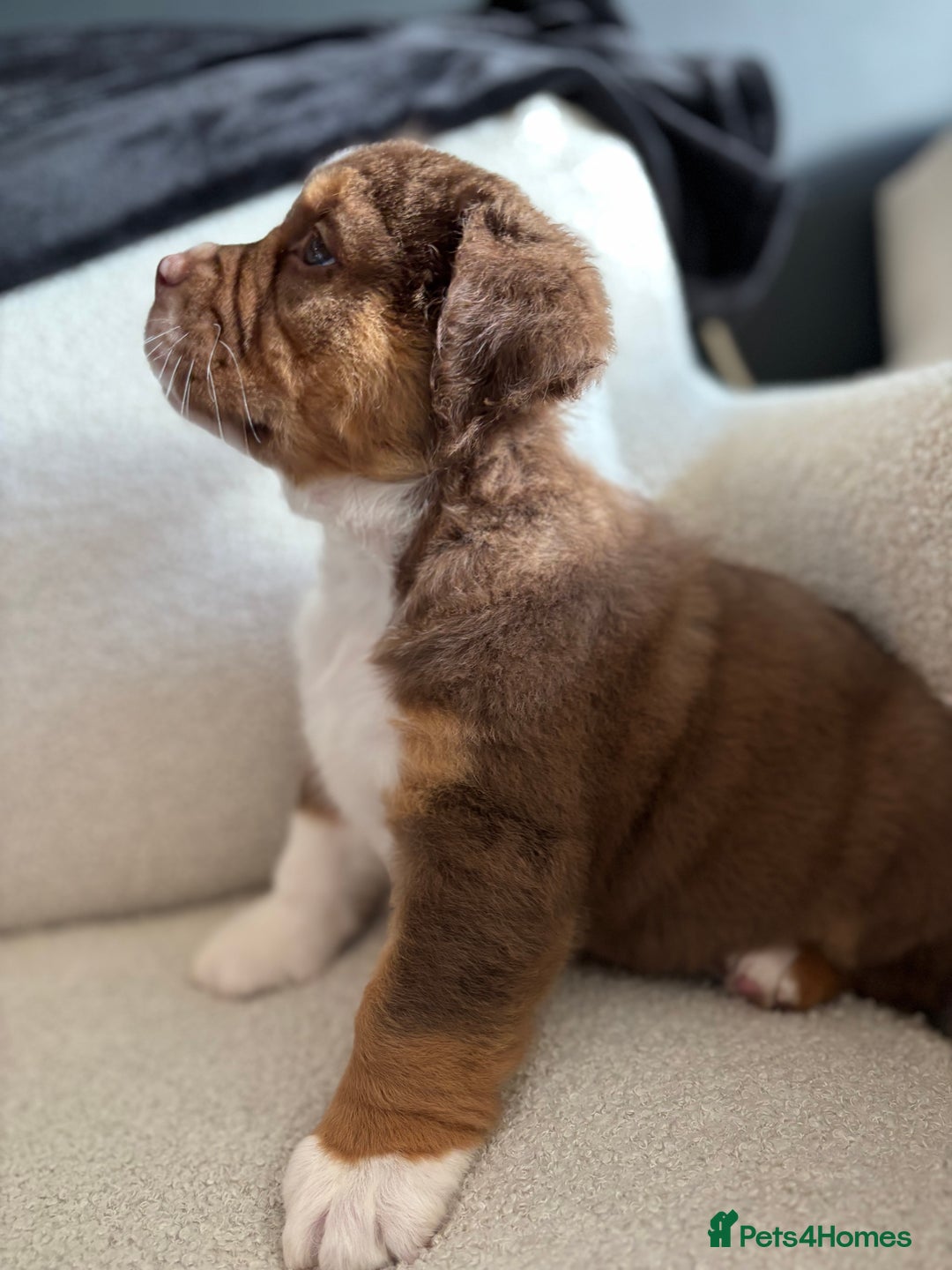 Olde English Bulldogge dogs for sale: READY NOW ✨ FLUFFY OLDE ENGLISH BULLDOGS  - Image 8