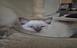Ragdoll cats for sale: 4 energetic ragdoll fluffballs  - Image 7
