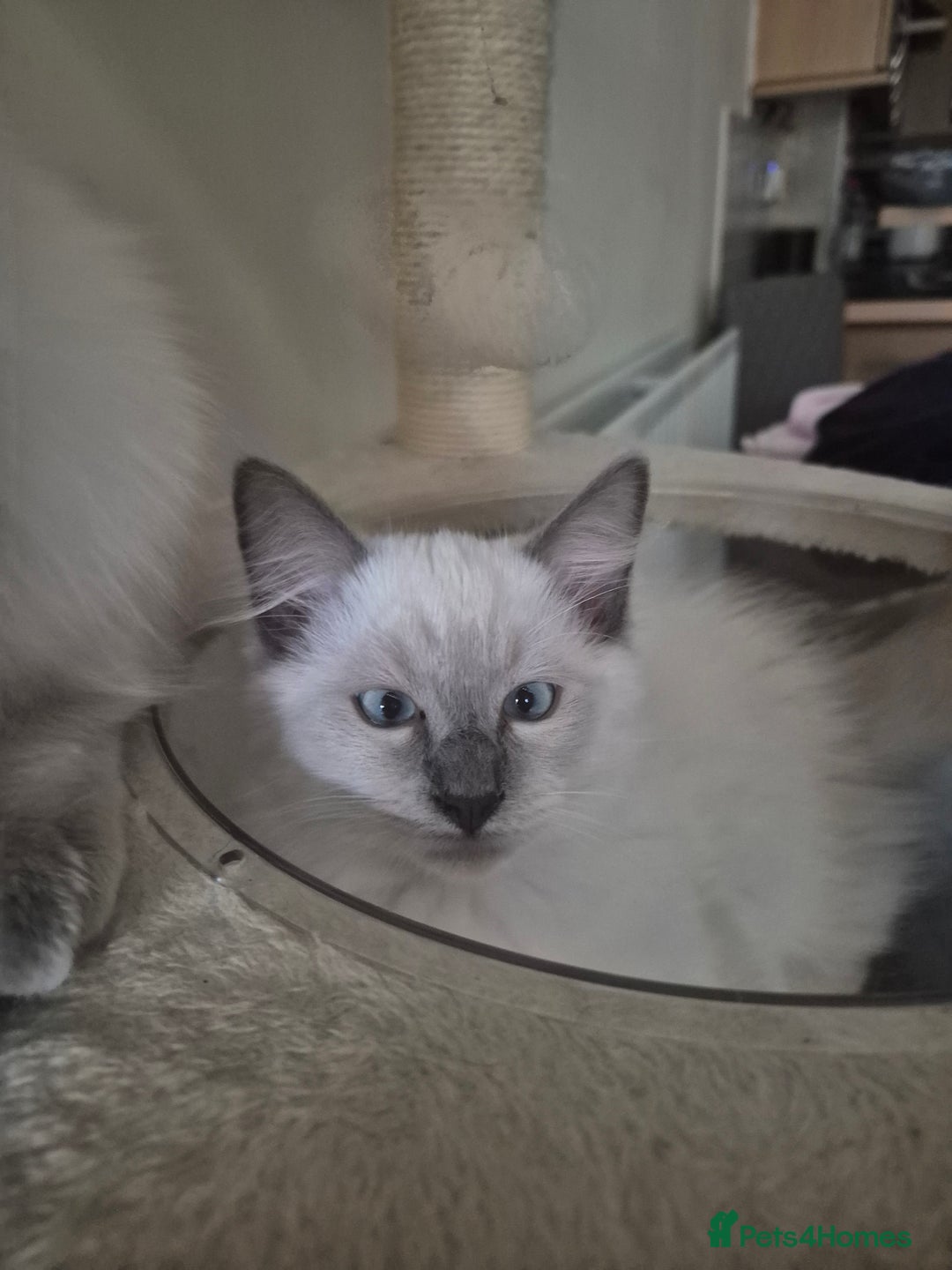 Ragdoll cats for sale: 4 energetic ragdoll fluffballs  - Image 7