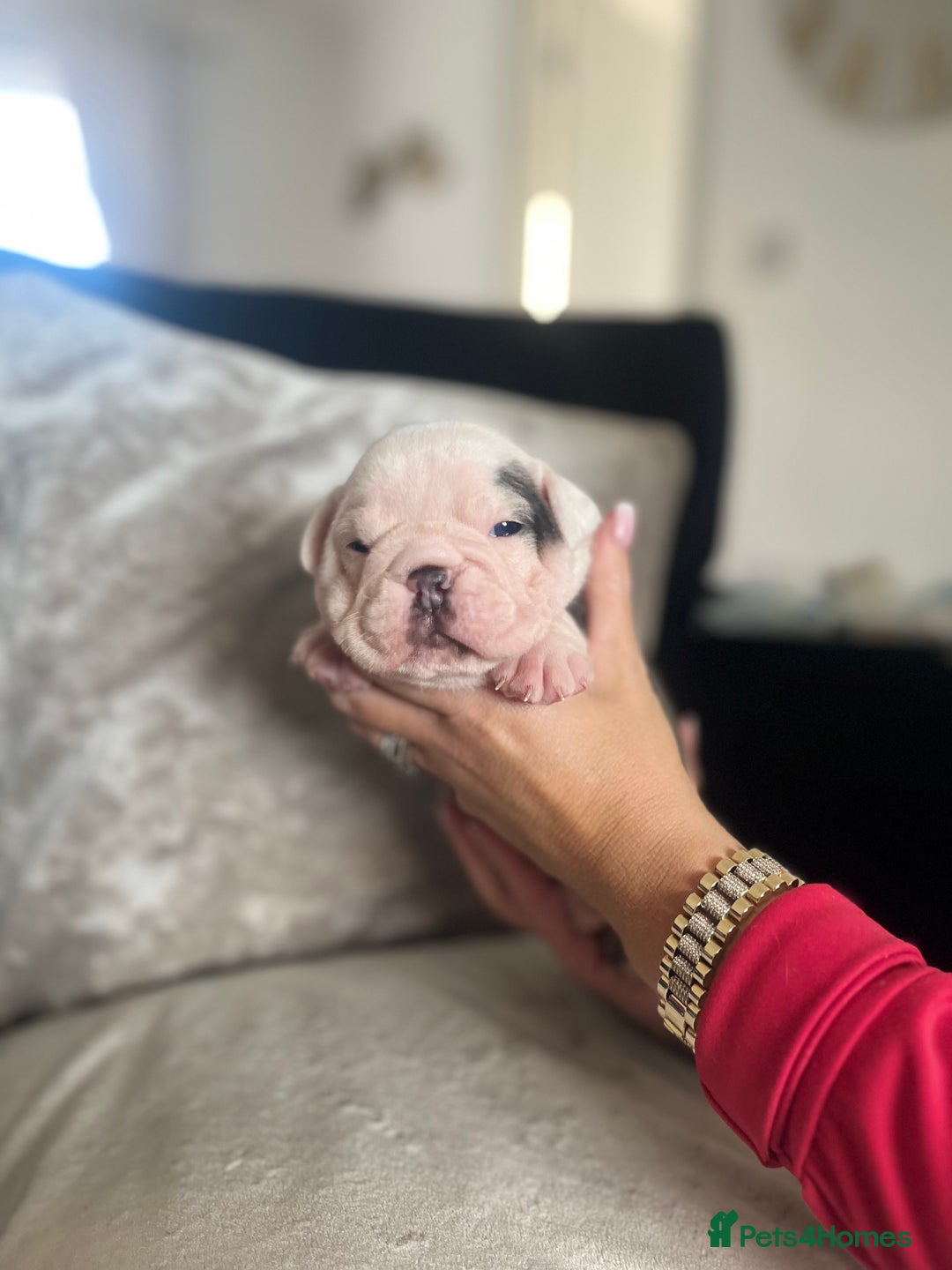 Old Tyme Bulldog dogs for sale: Rainbow litter of stunning old tyme bulldogs  - Image 8