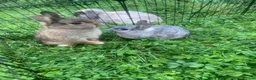 Netherland Dwarf rabbits for sale: URGENT 1 LEFT - Advert 22