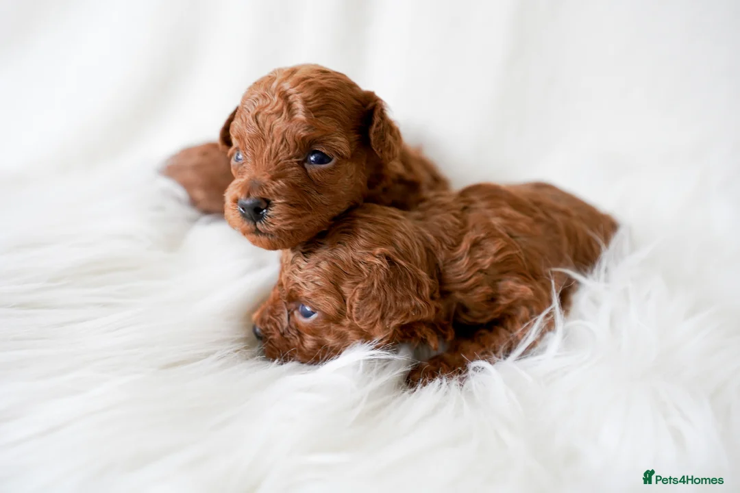 Toy Poodle dogs for sale: Gorgeous Asian Toy Poodle - Advert 2