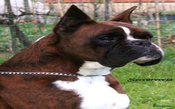 Boxer dogs for sale: Quality Boxer Puppies - Image 26