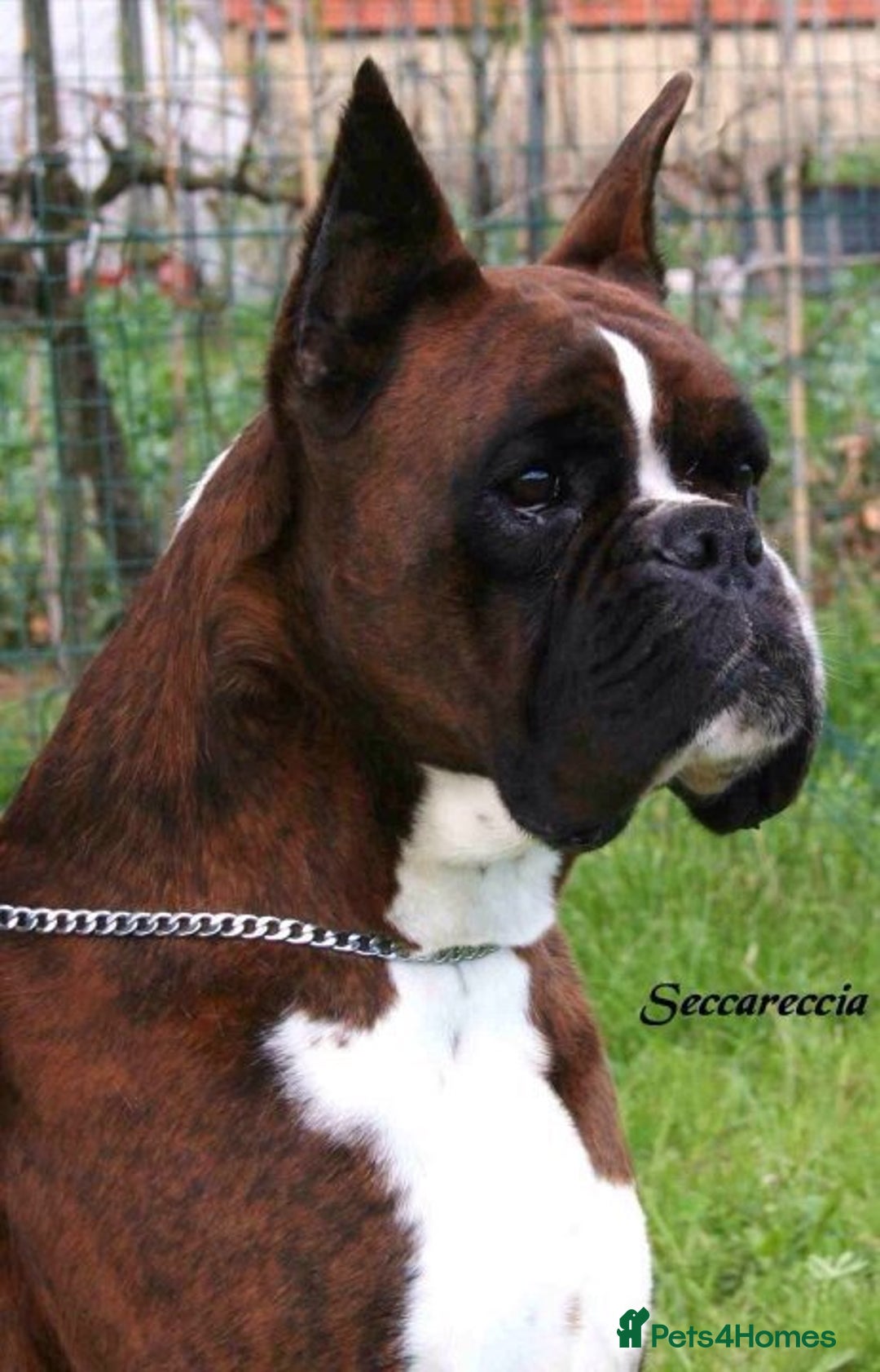 Boxer dogs for sale: Quality Boxer Puppies - Image 26
