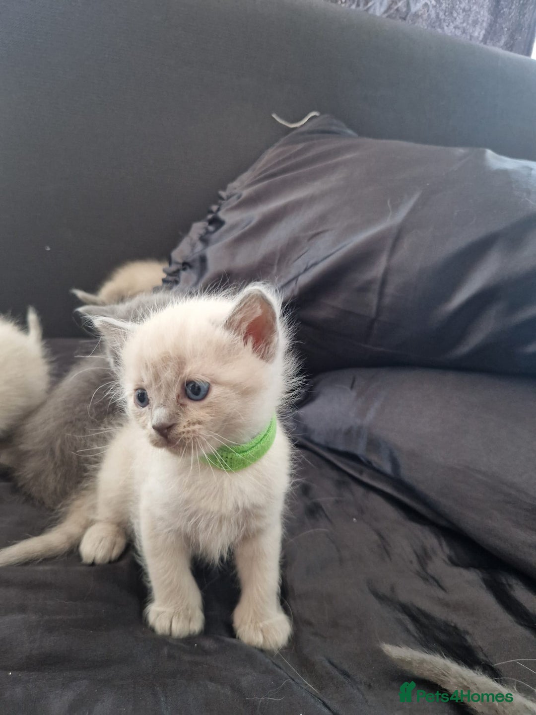 Ragdoll cats for sale: Ragrex kittens for sale  - Image 9
