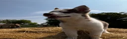 Siberian Husky dogs for sale: Beautiful Purebred Red Siberian Husky Girls - Advert 9