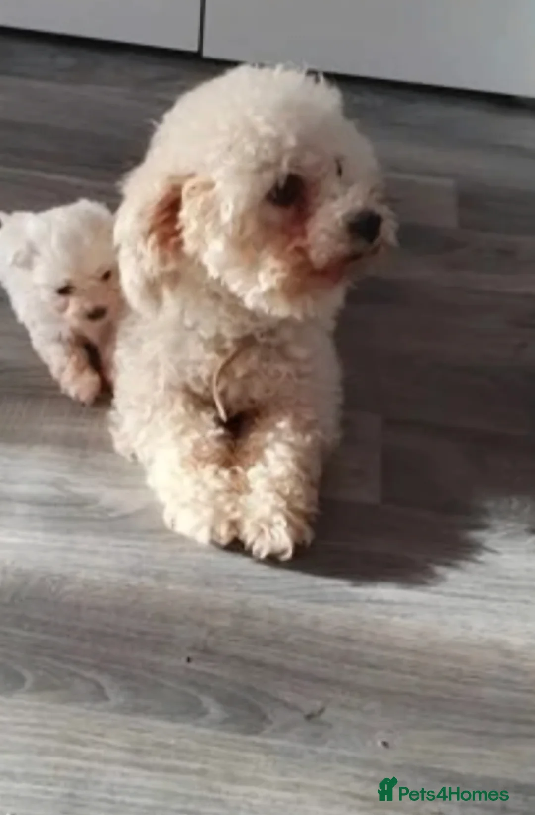 Bichon Frise dogs for sale: Bishon pedigree puppys - Advert 6