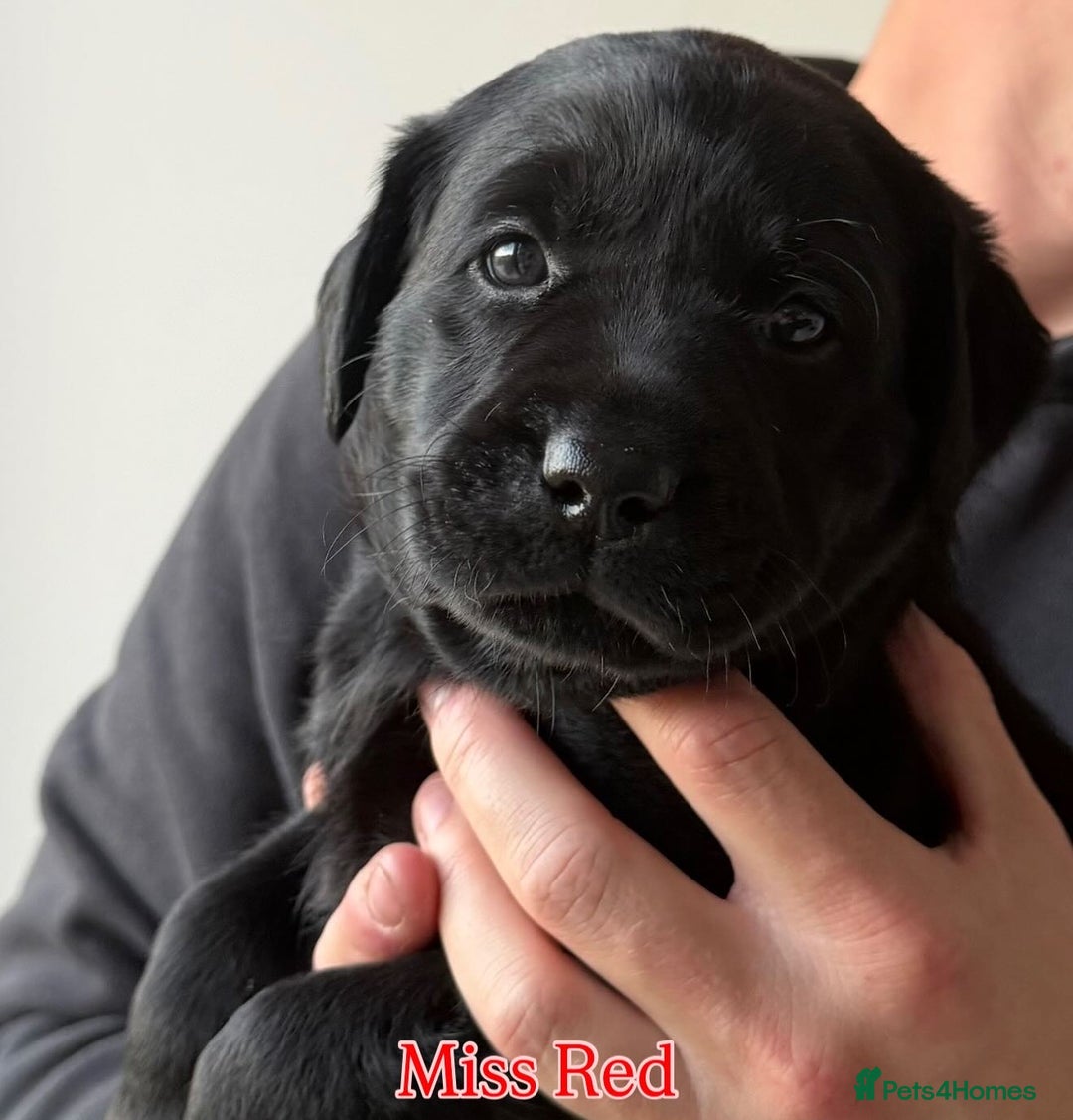 Labrador Retriever dogs for sale: 5* breeder🐾beautiful glossy black puppies ❤️  - Image 37