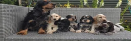 Cocker Spaniel dogs for sale: Cocker Spaniel puppies in Craigavon - Advert 2