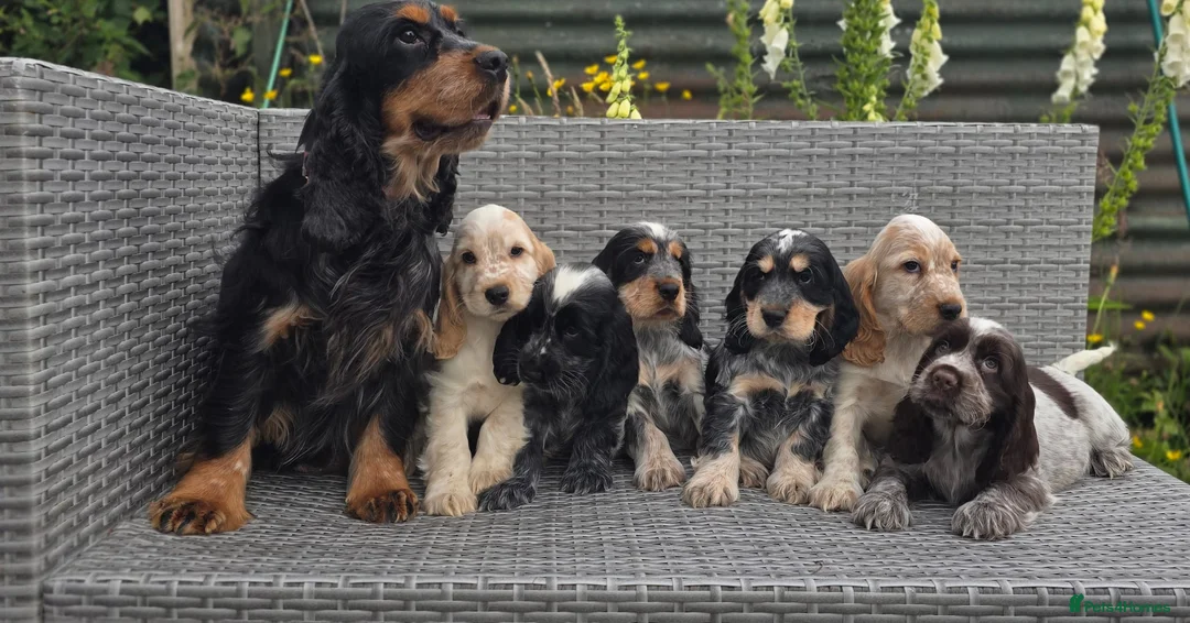 Cocker Spaniel dogs for sale: Cocker Spaniel puppies in Craigavon - Advert 2