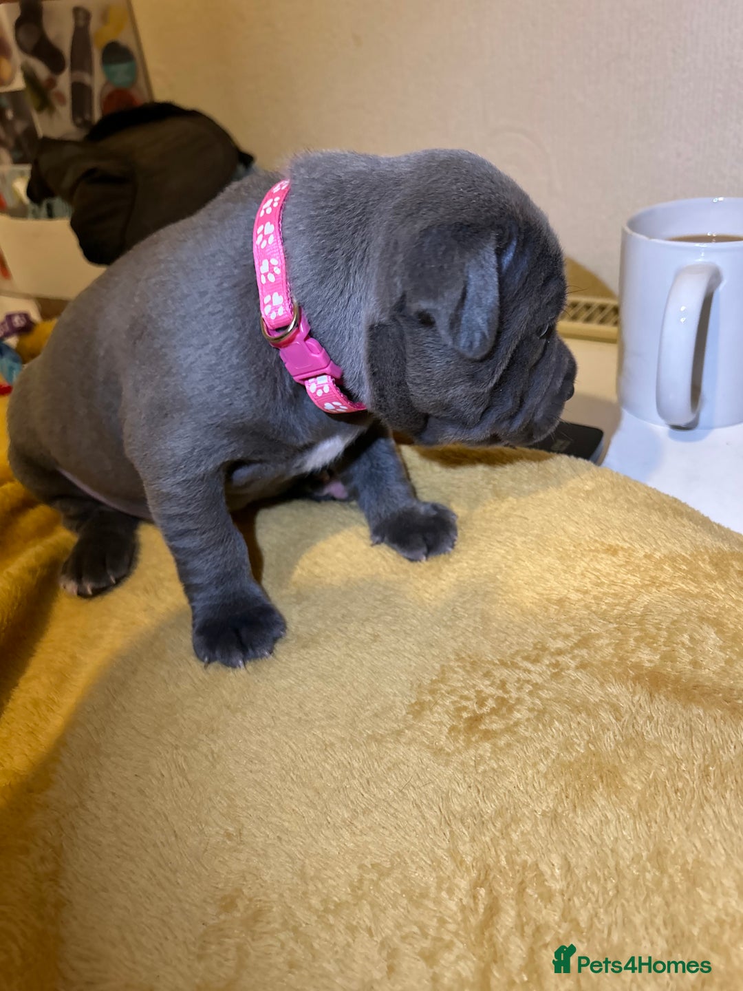 Staffordshire Bull Terrier dogs for sale: Blue Staffordshire bull terrier’s  - Advert 9