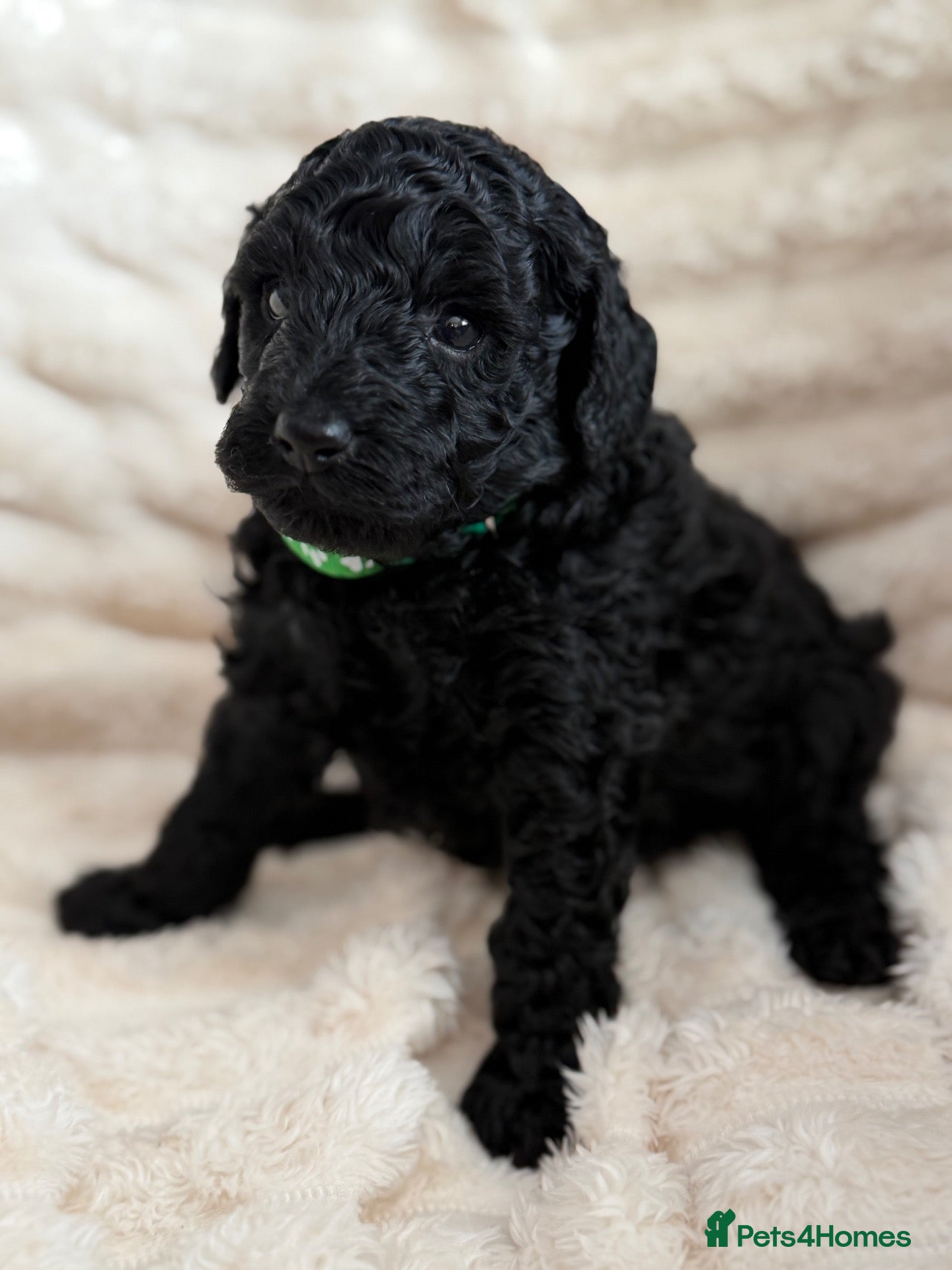 Miniature Poodle dogs Miniature poodle - Advert 5