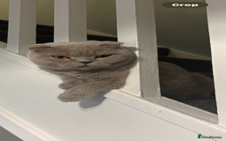 Scottish Fold cats for sale: Female Scottish fold Cat  - Image 1