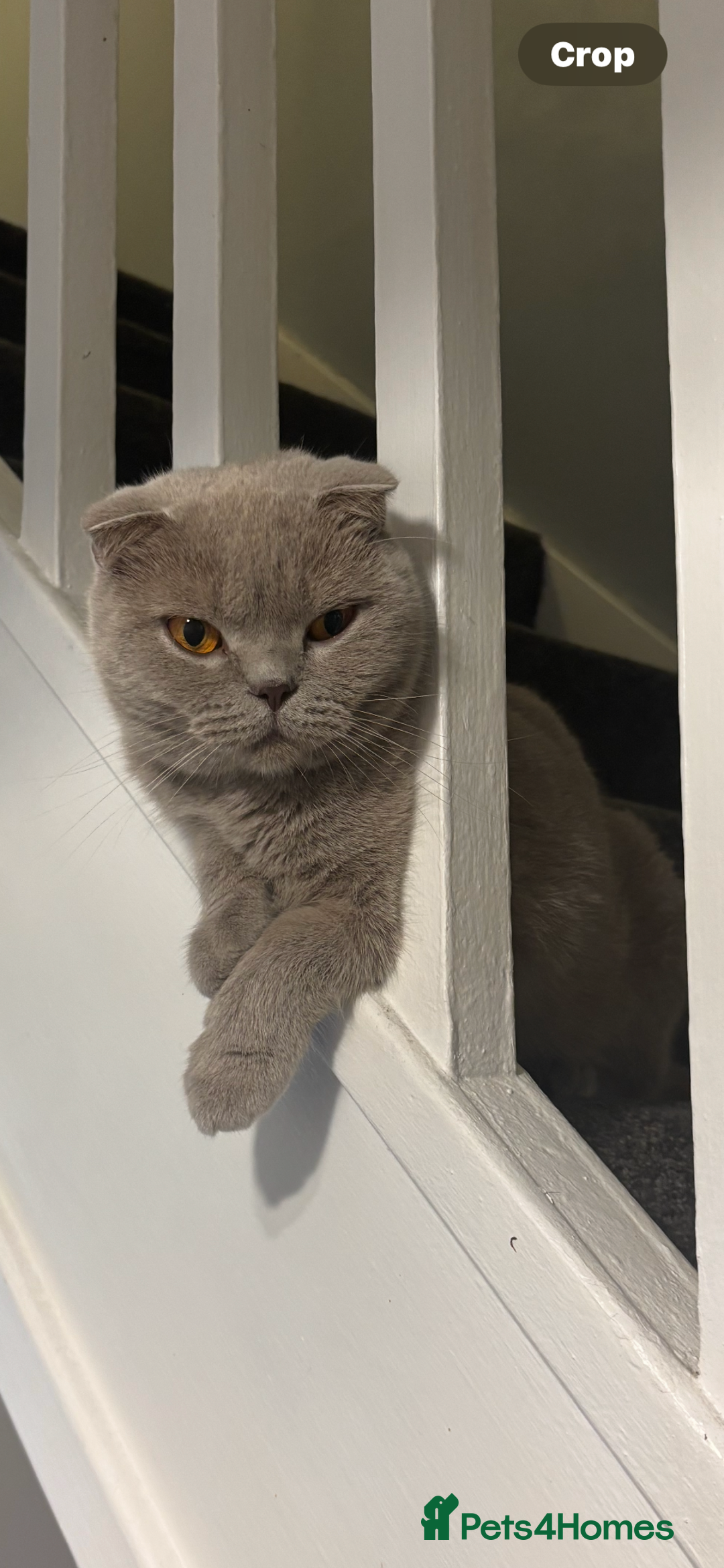 Scottish Fold cats for sale: Female Scottish fold Cat  - Image 1