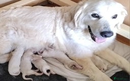 Golden Retriever dogs for sale: Golden retriever male - Image 1