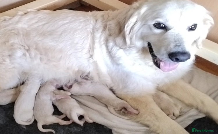 Golden Retriever dogs - Advert 2