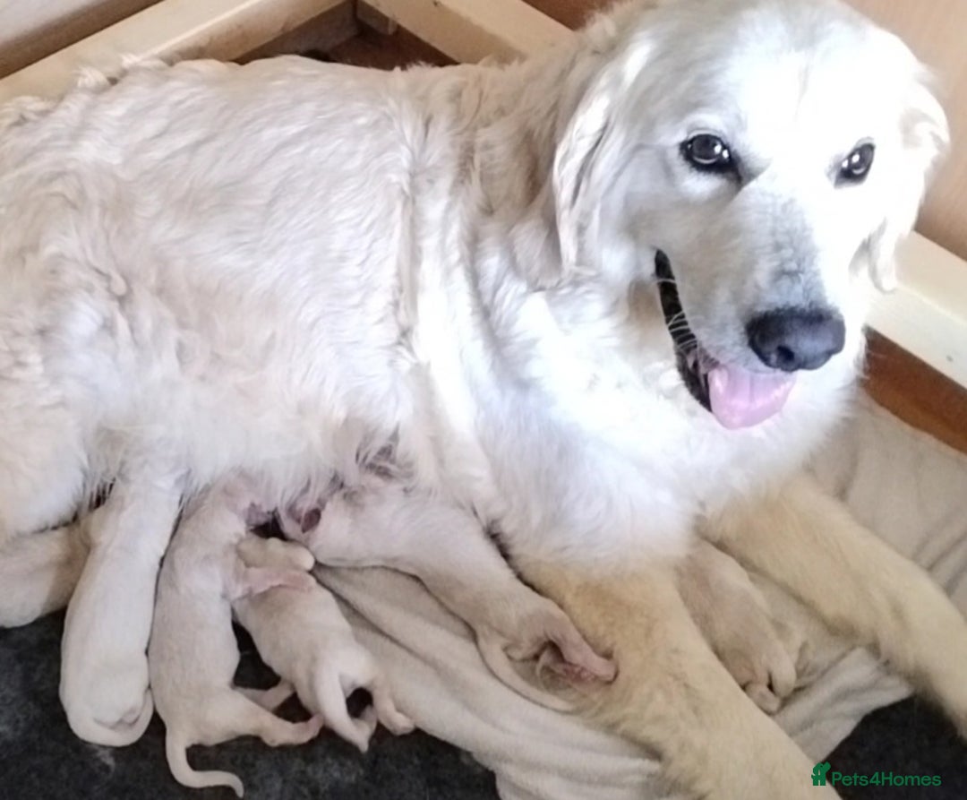Golden Retriever dogs for sale: Golden retriever male - Image 1