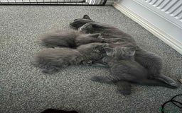 British Longhair cats for sale: British blue kittens  - Image 14
