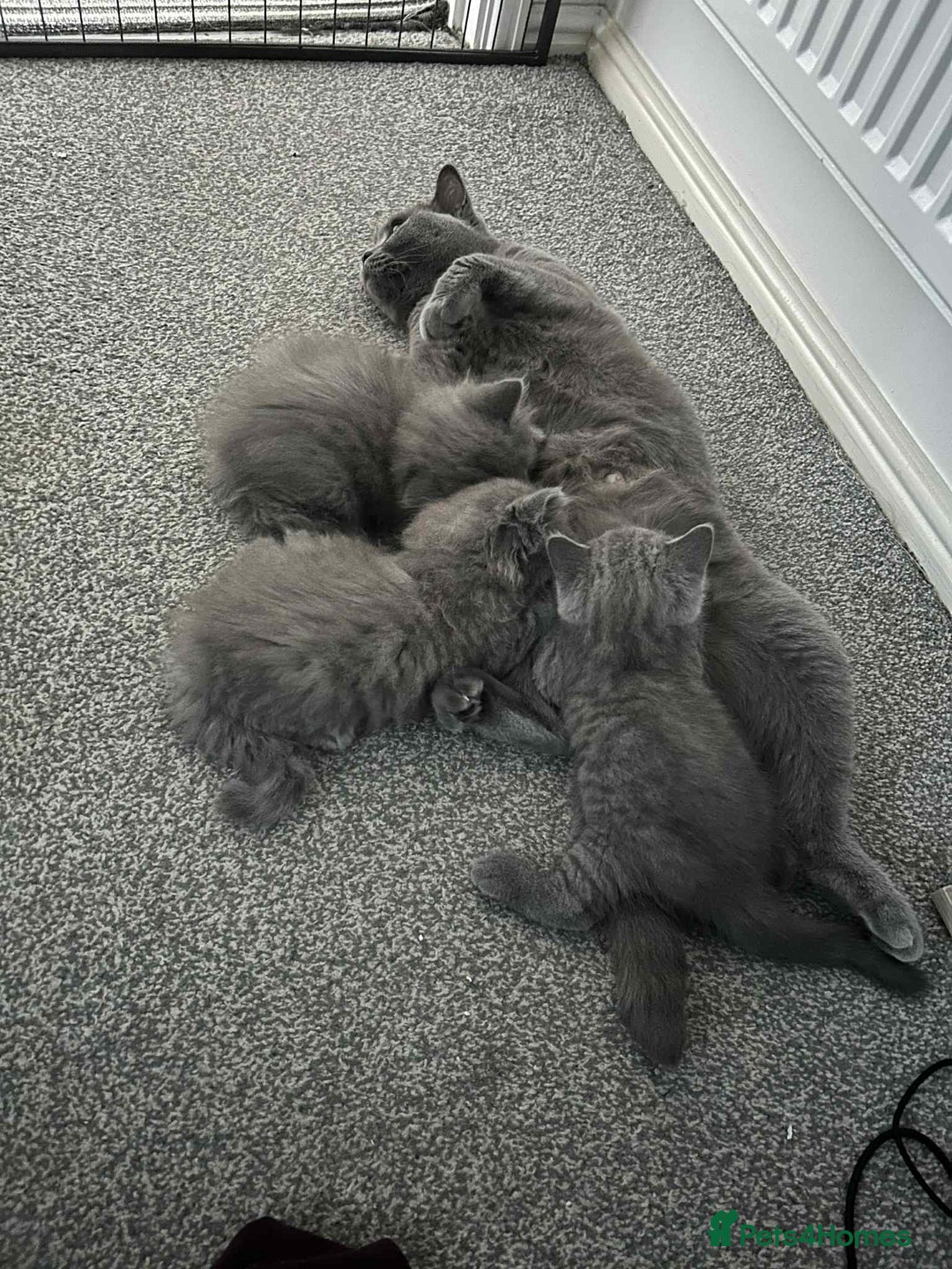 British Longhair cats for sale: British blue kittens  - Image 14