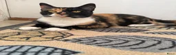 Domestic Shorthair cats for sale: Candy - female cat - Advert 5