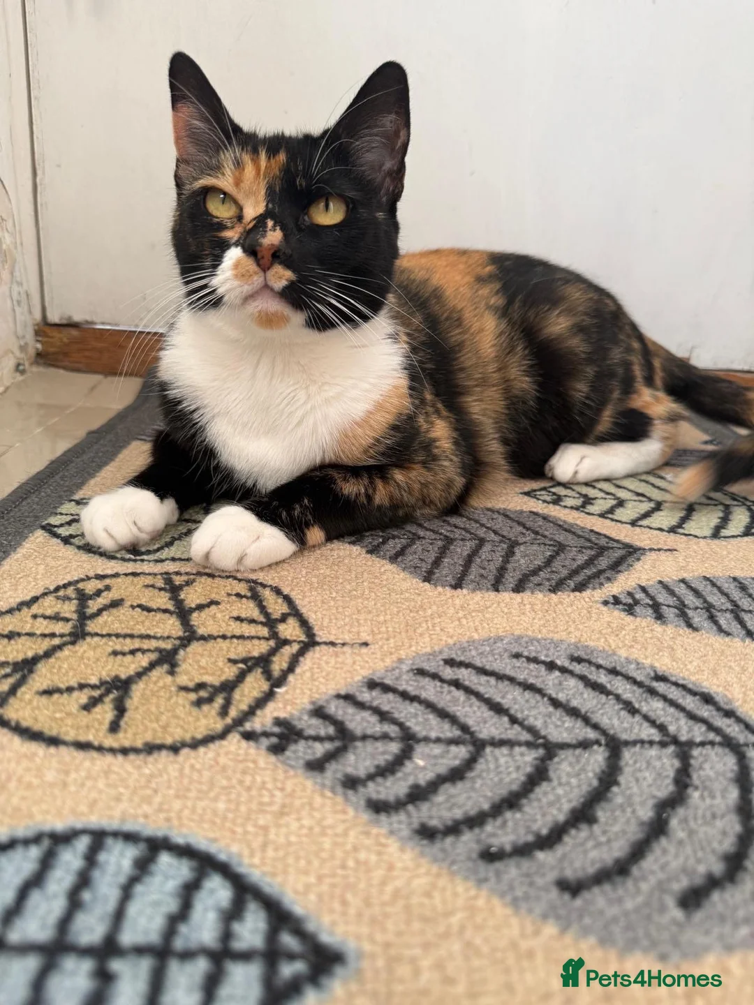 Domestic Shorthair cats for sale: Candy - female cat - Advert 5