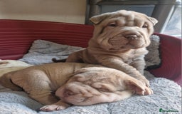Shar Pei dogs for sale: Male Shar peis - Image 40