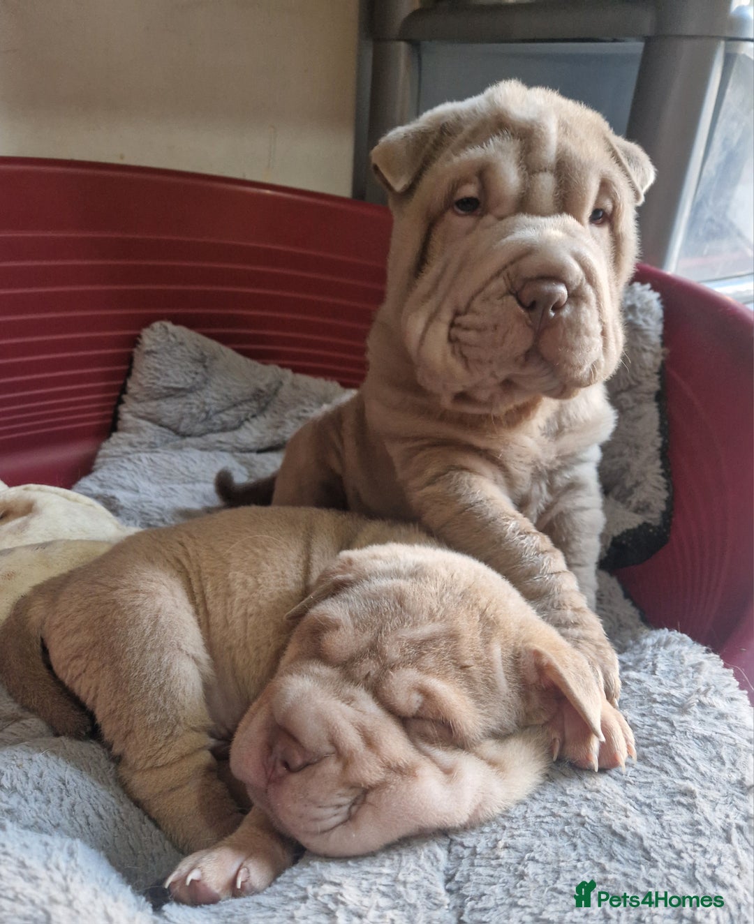 Shar Pei dogs for sale: Male Shar peis - Image 40