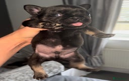 French Bulldog dogs for sale: French bulldog puppys - Image 2