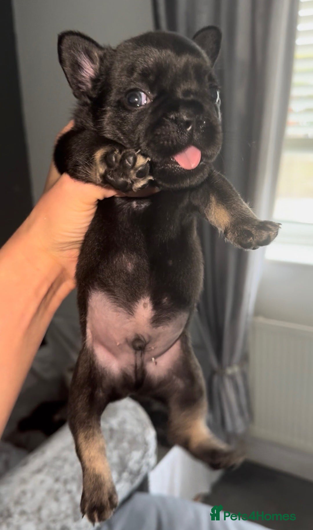 French Bulldog dogs for sale: French bulldog puppys - Image 2