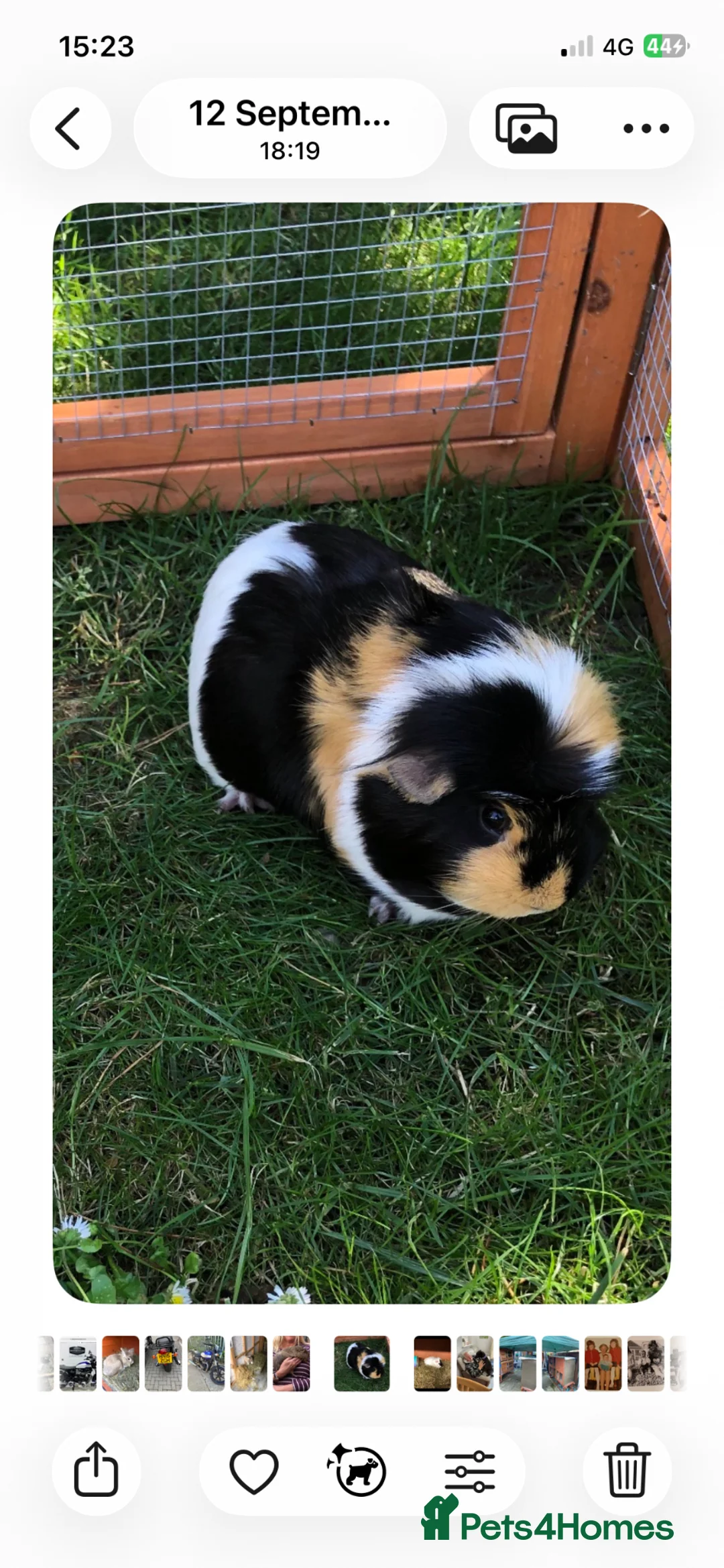 Guinea Pig rodents for sale: Smooth and long haired male and female Guineqpigs  in Uckfield - Advert 2