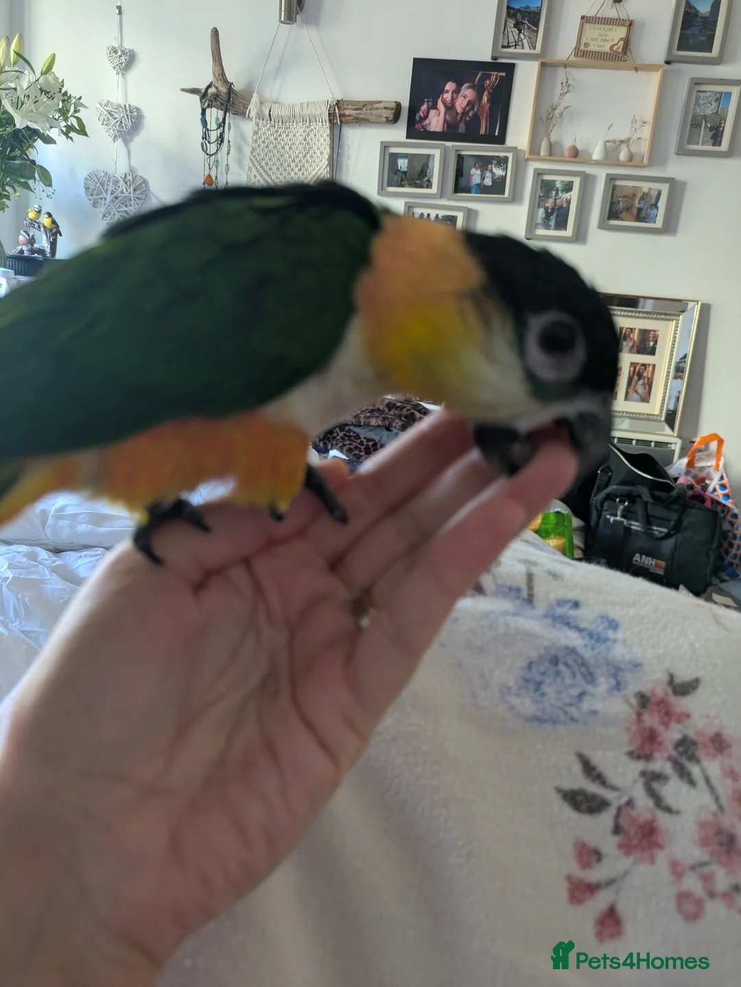 Parrots birds for sale: Black headed caique silly tamed babies - Advert 2