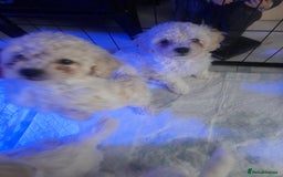 Poochon dogs for sale: Beautiful Poochon Puppies - Image 12