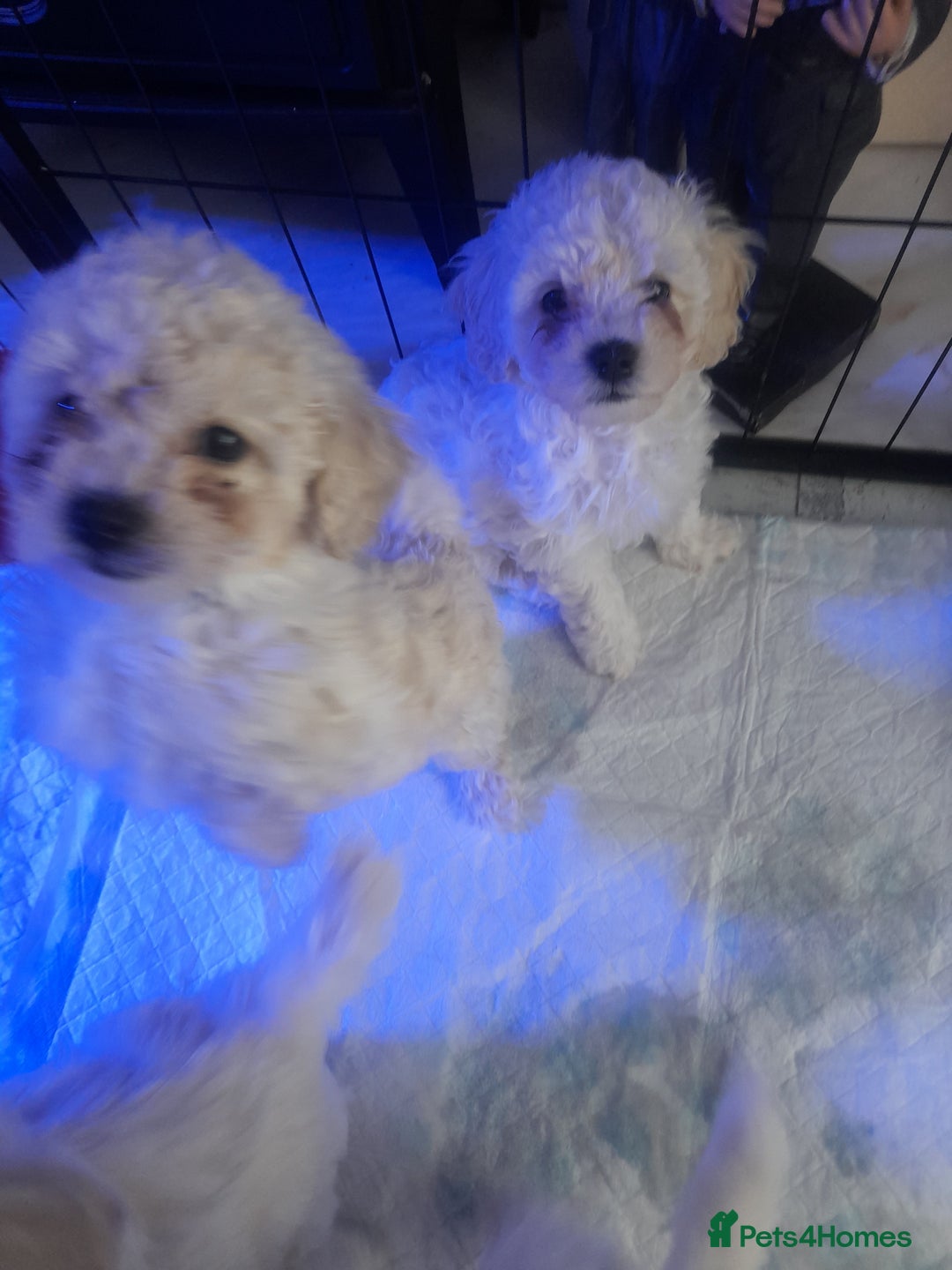 Poochon dogs for sale: Beautiful Poochon Puppies - Image 12