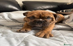 English Bulldog dogs for sale: BRITISH BULL DOG - Image 16