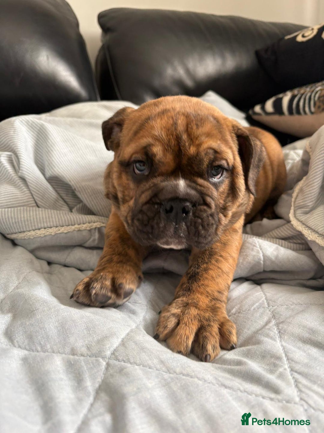 English Bulldog dogs for sale: BRITISH BULL DOG - Image 16