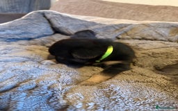 French Bulldog dogs for sale: Kc reg Fluffy Frenchies Ready Now  - Image 19