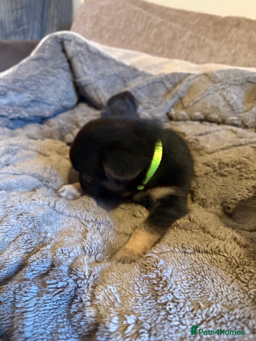 French Bulldog dogs for sale: Kc reg Fluffy Frenchies Ready Now  - Image 19
